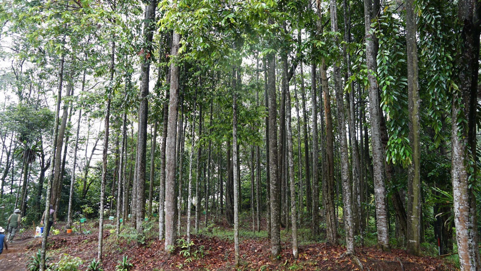 gunung dahu 2.jpeg